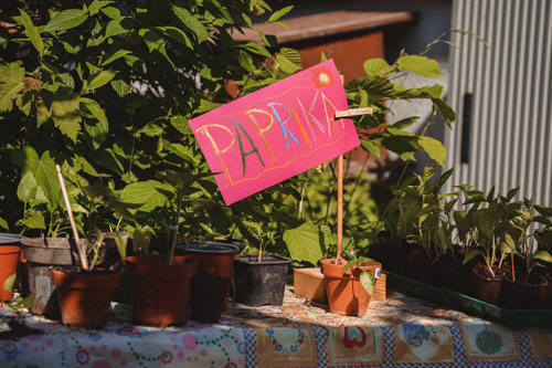 Pflanzenflohmarkt